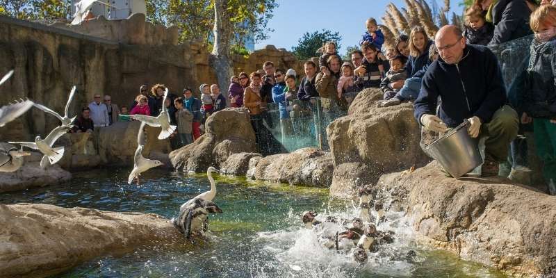 Lustige Sommeraktivität Zoo Tierfütterung Pinguine